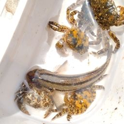 シモフリシマハゼ