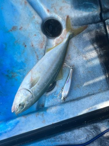 ワカシの釣果