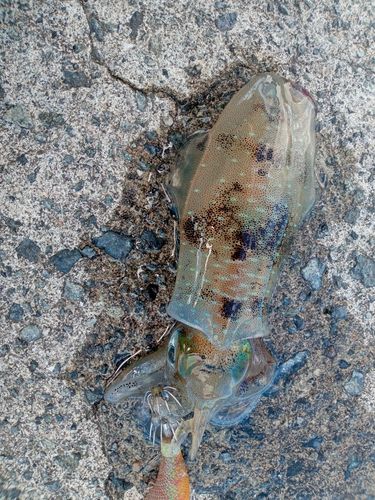 アオリイカの釣果