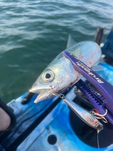 サバの釣果