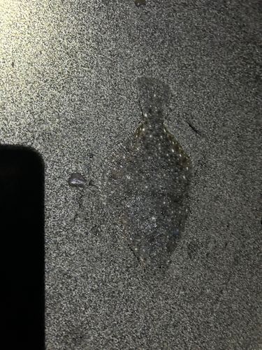 イシガレイの釣果