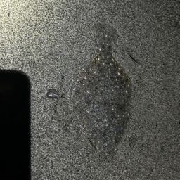 イシガレイ