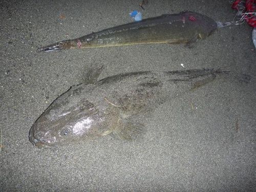 マゴチの釣果