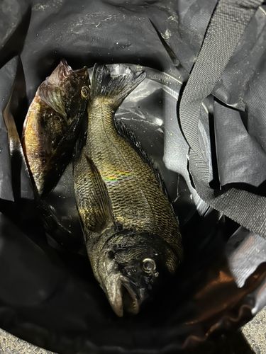 クロダイの釣果