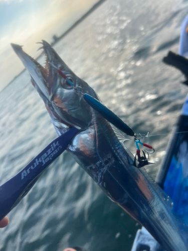 タチウオの釣果