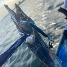 タチウオ