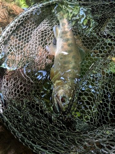 ヤマメの釣果