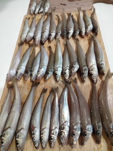 キスの釣果