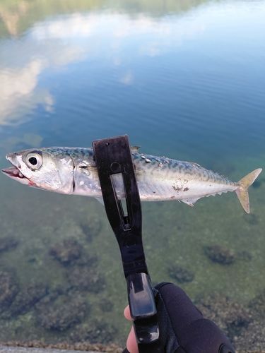 サバの釣果