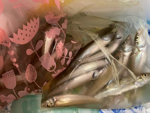 キスの釣果