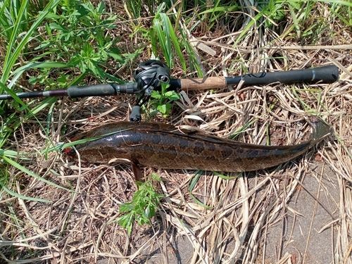 ライギョの釣果