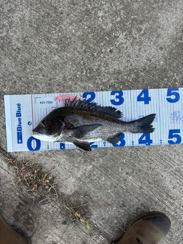 チヌの釣果