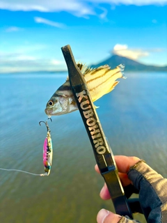 コトヒキの釣果