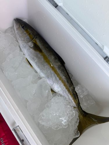 ヒラマサの釣果