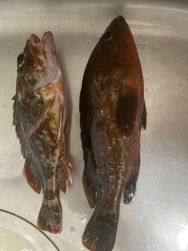 キジハタの釣果
