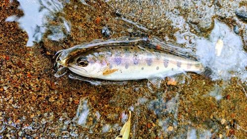 ヤマメの釣果