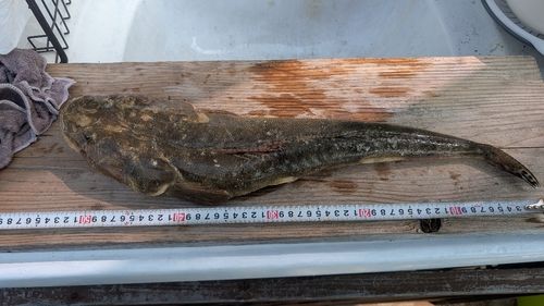 マゴチの釣果