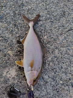 ショゴの釣果