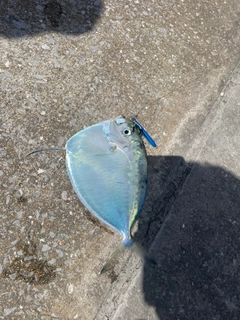 ヒラアジの釣果