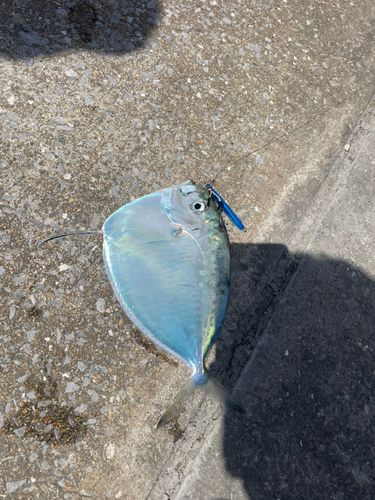 ヒラアジの釣果