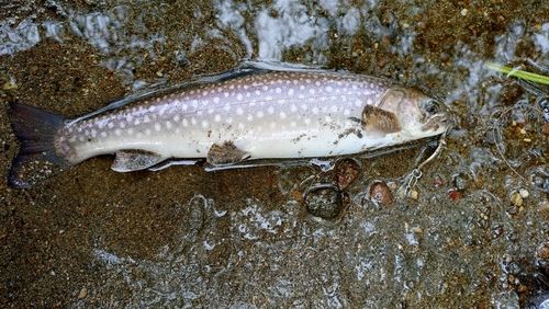 アメマスの釣果