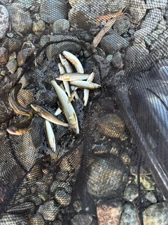アユの釣果