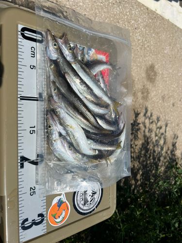 カマスの釣果