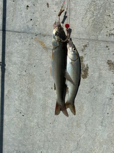 ウグイの釣果