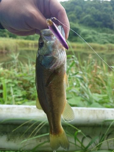 ラージマウスバスの釣果