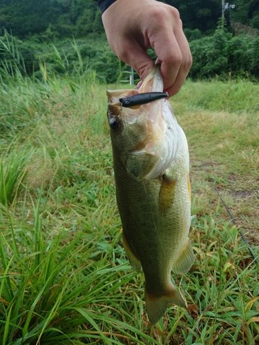ラージマウスバスの釣果