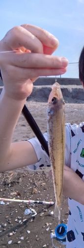 シロギスの釣果
