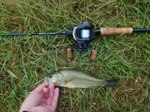 ラージマウスバスの釣果