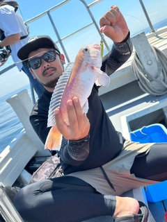 シロアマダイの釣果