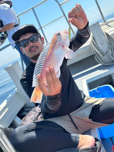 シロアマダイの釣果