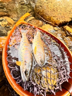 ヤマメの釣果