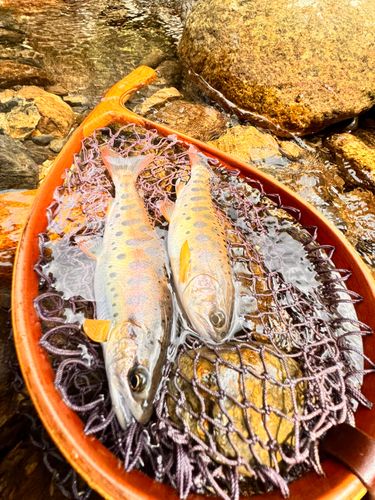 ヤマメの釣果