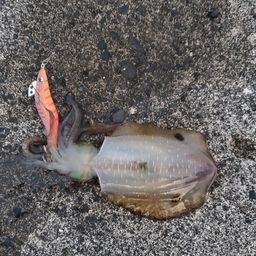 アオリイカ