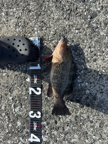 オオモンハタの釣果