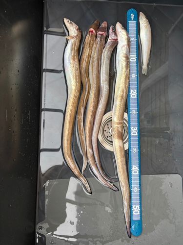 マアナゴの釣果