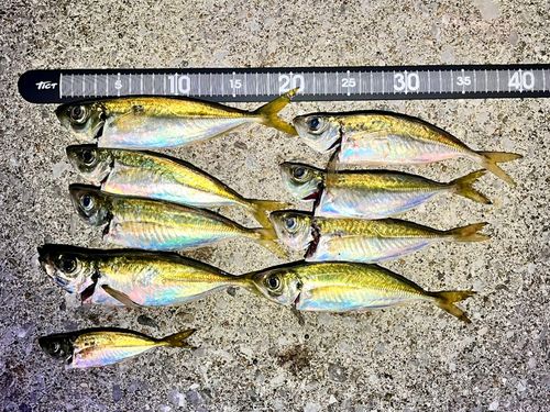 アジの釣果