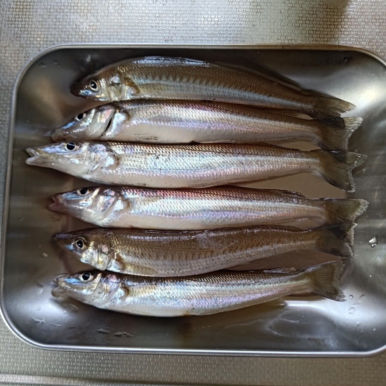 シロギス