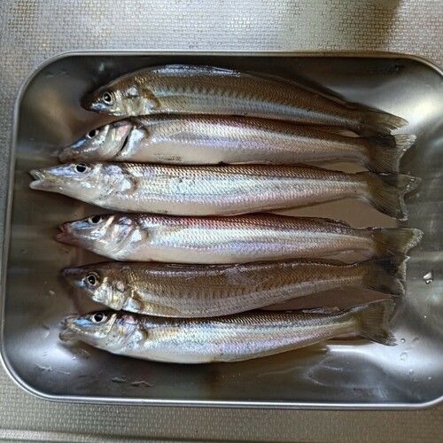シロギスの釣果