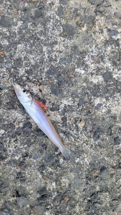 シロギスの釣果