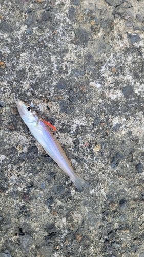 シロギスの釣果