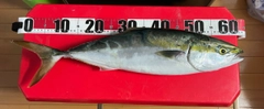 メジロの釣果