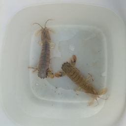 シャコ