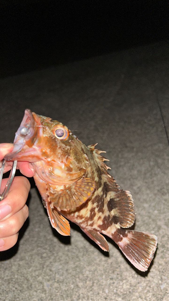 カサゴ
