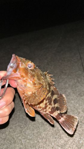 カサゴの釣果