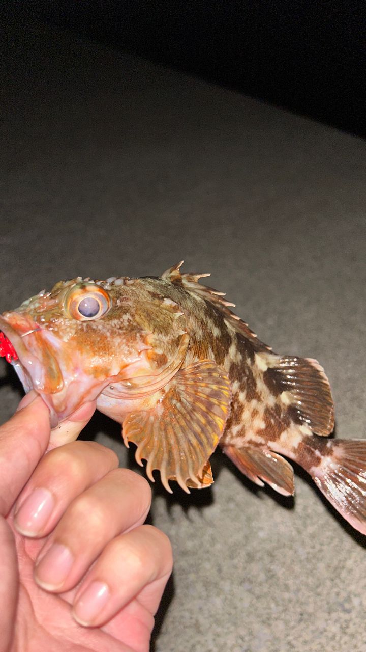 カサゴ