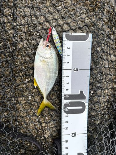 オニヒラアジの釣果